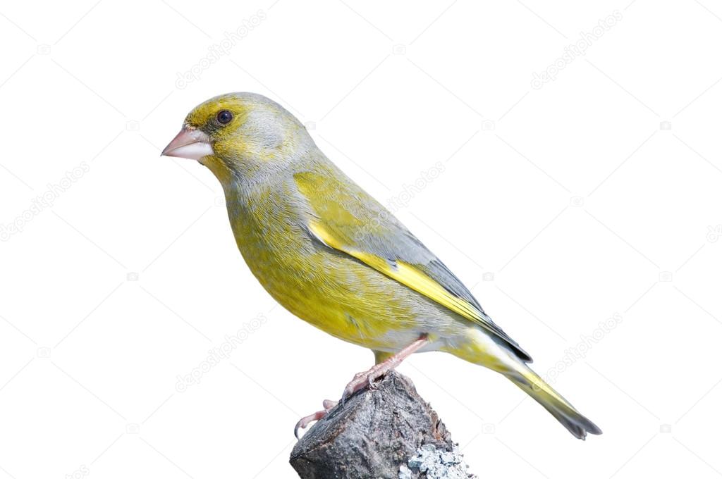 Greenfinch on a branch, isolated on white