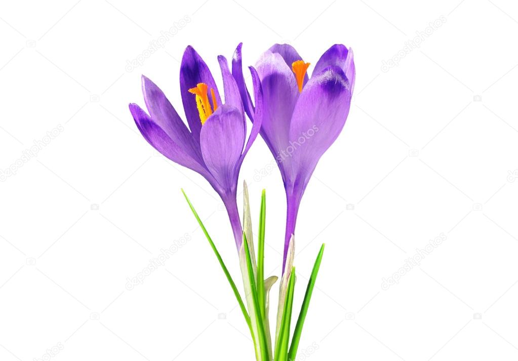 Two purple crocuses, isolated on white