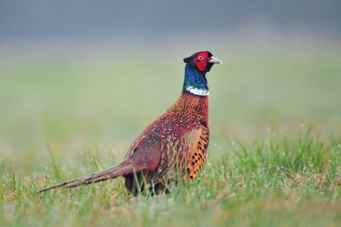Wild pheasant in a grass clipart