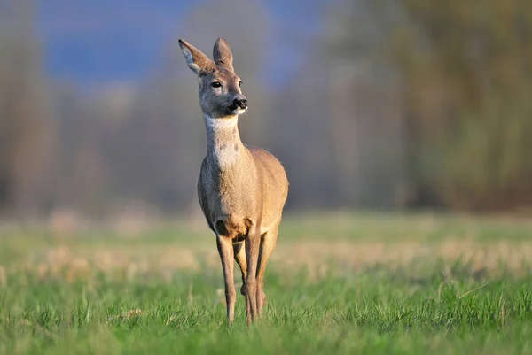 Europeiska rådjur — Stockfoto