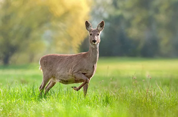 Chevreuil en période de gestation — Photo