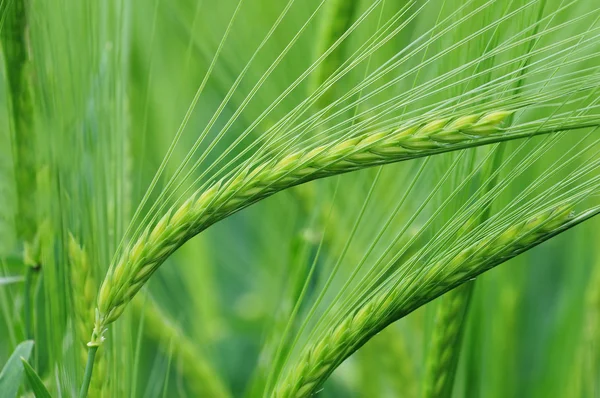 Barley, close up — Stock Photo, Image