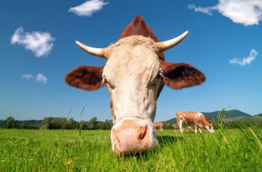 bir alanda otlayan inek