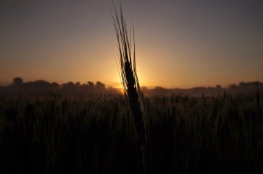 Gündoğumu fabrikasında arpa