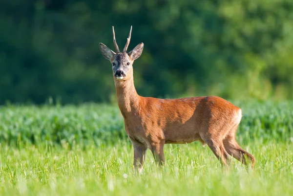 Wild reeën — Stockfoto