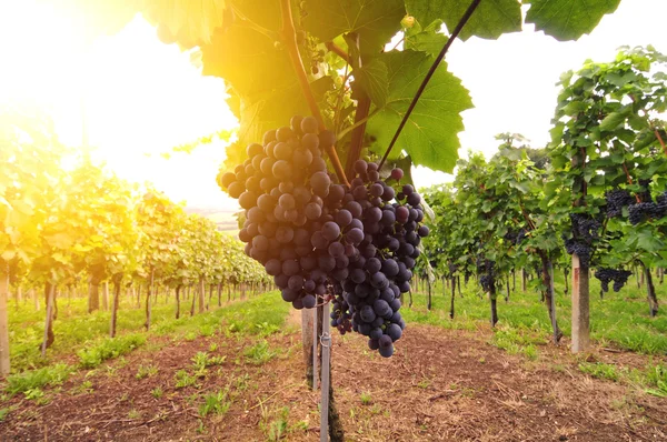 Красный виноград, освещаемый солнцем — стоковое фото
