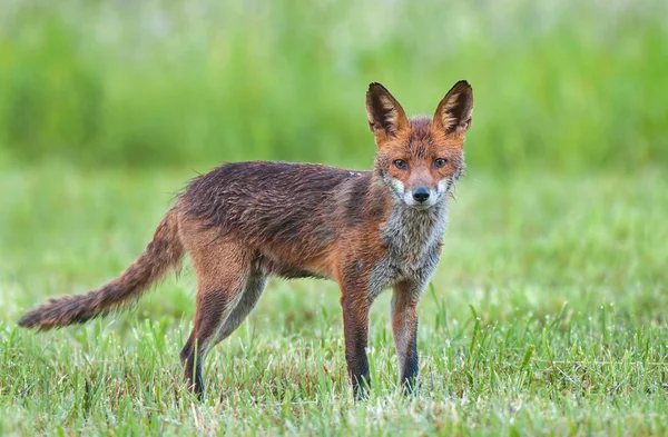 Red fox in a field — Stock Photo, Image