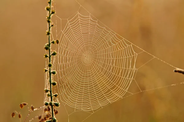 Turuncu zemin üzerine örümcek ağı — Stok fotoğraf