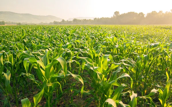 Campo de maíz a primera hora de la mañana — Foto de Stock
