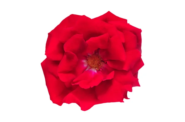 Flor de rosa roja sobre fondo blanco —  Fotos de Stock