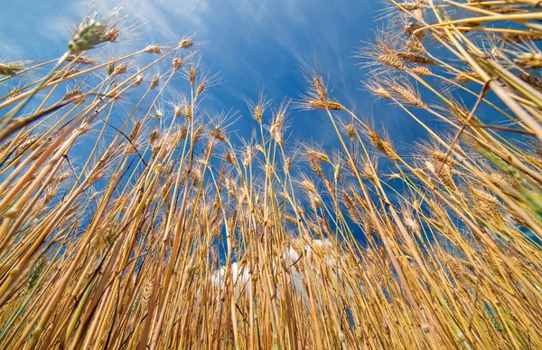 领域的大麦在阳光灿烂的日子 — 图库照片