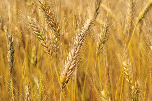 领域的大麦 — 图库照片