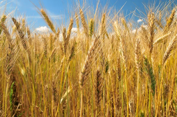 领域的大麦 — 图库照片