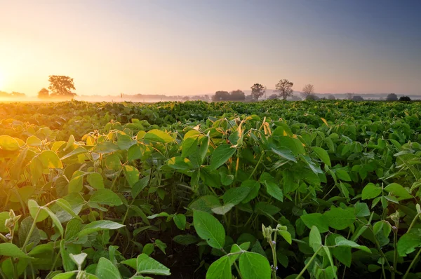 Soja veld bij zonsopgang — Stockfoto