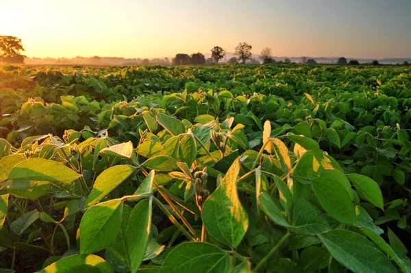 Sojabönor fältet vid soluppgången — Stockfoto