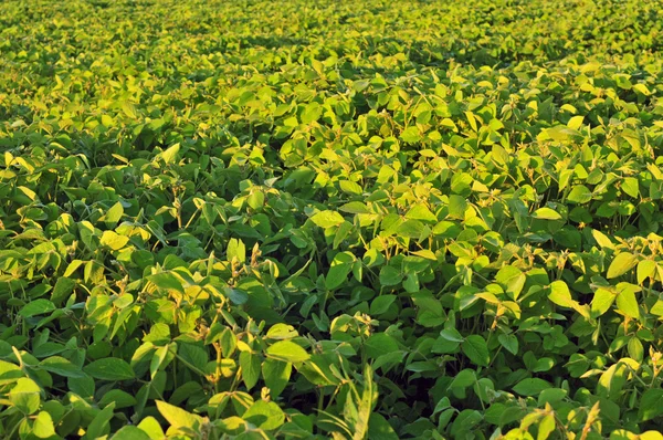 Field of soybean — Stock Photo, Image