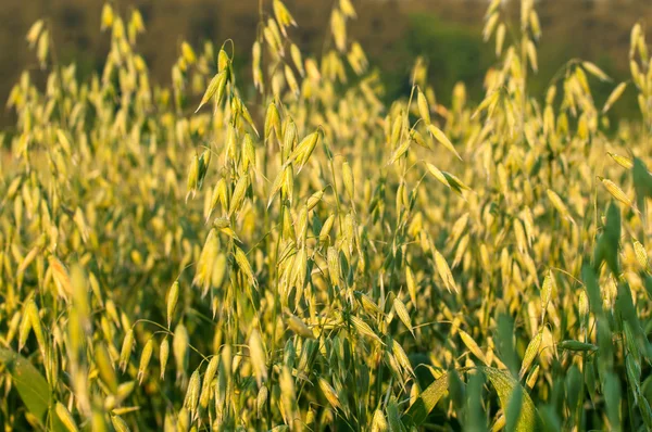 Field of oat — Stock Photo, Image