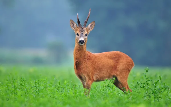 Wild reeën — Stockfoto