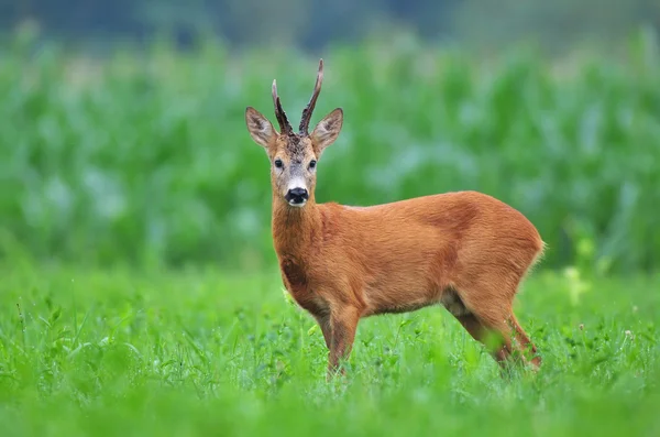 Rehwild — Stockfoto