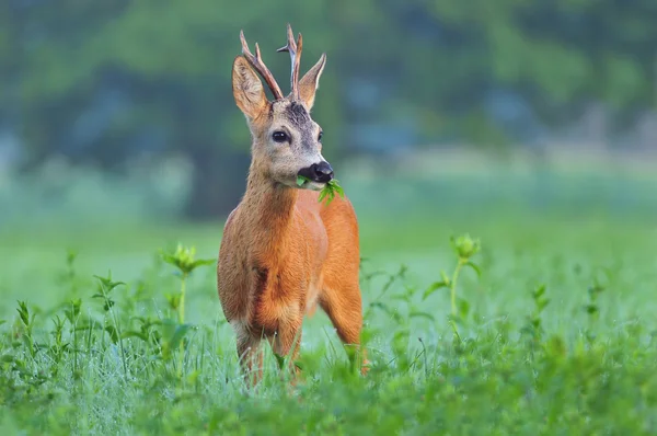 草を食べる野生のノロジカ — ストック写真