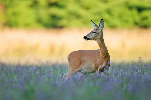 Rusa roe liar — Stok Foto