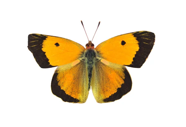 Tmavě zakalené žlutý motýl - muž, izolované na bílém — Stock fotografie