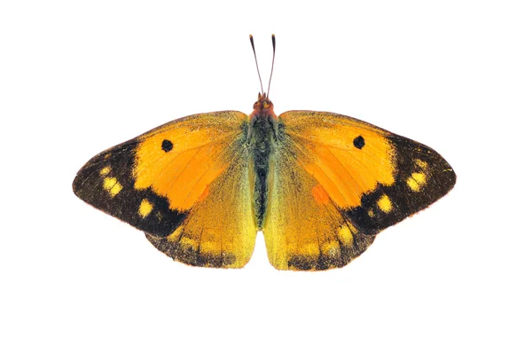 Mariposa amarilla oscura nublada - hembra, aislada sobre blanco —  Fotos de Stock