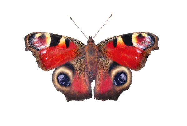 Borboleta europeia de pavão, isolada sobre branco — Fotografia de Stock