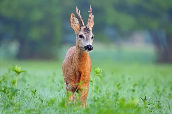 Wild reeën — Stockfoto