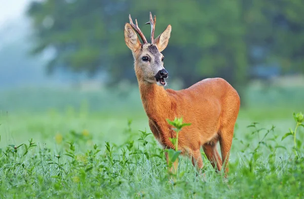 Rehwild — Stockfoto