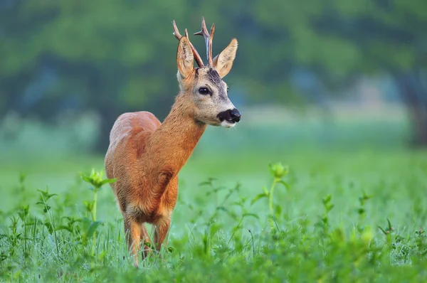 Wild reeën — Stockfoto