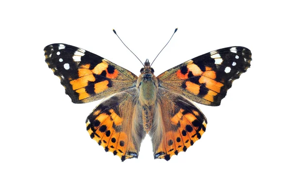 Mariposa dama pintada, aislada en blanco —  Fotos de Stock