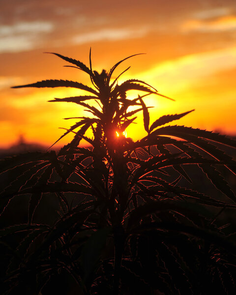 Silhouette of cannabis plant at sunrise