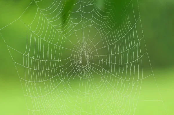 Red de araña con rocío matutino sobre un fondo verde — Foto de Stock