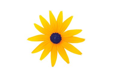 Rudbeckia fulgida çiçek, üzerinde beyaz izole