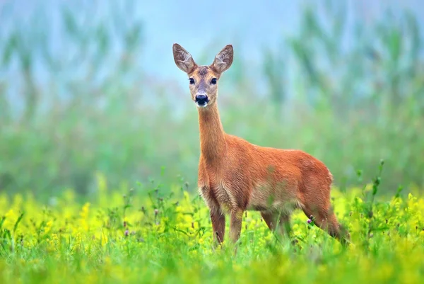 Rehwild — Stockfoto