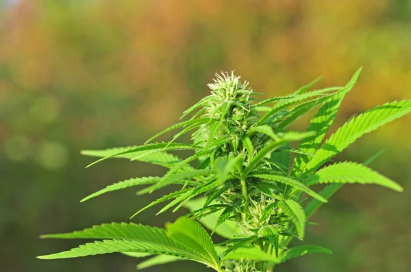 Cannabis plant at flowering stage — Stock Photo, Image