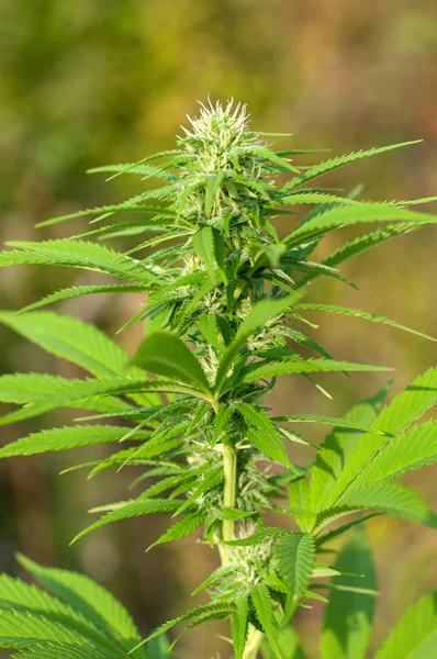 Planta de cannabis em fase de floração — Fotografia de Stock