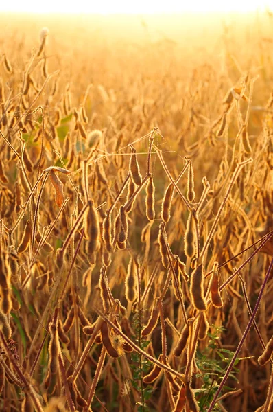 Fältet av sojabönor i tidig morgon — Stockfoto
