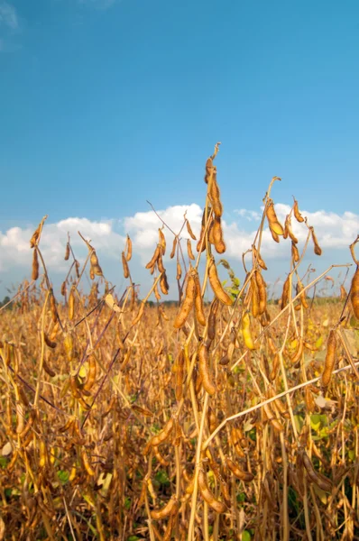 Fältet av sojabönor — Stockfoto