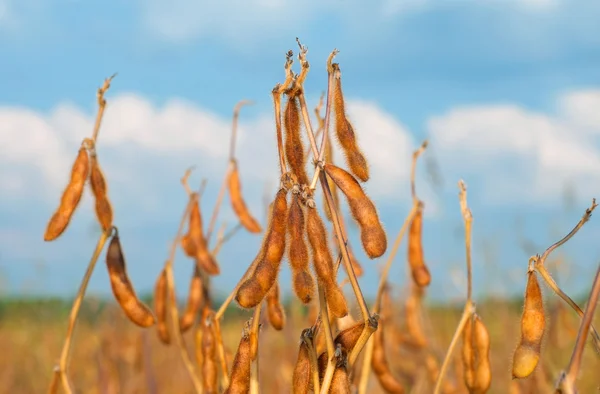 成熟的大豆植株 — 图库照片