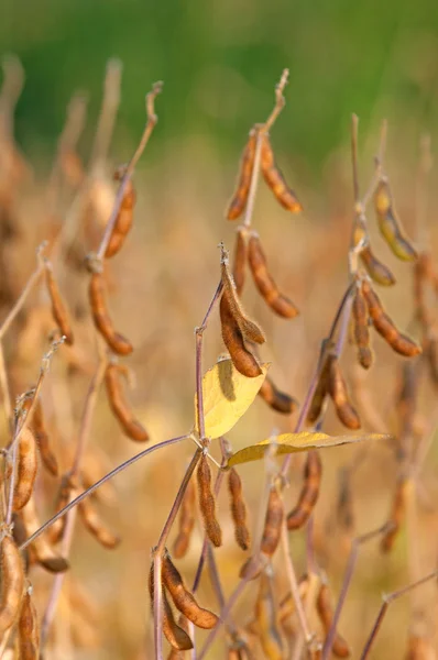 Planta de soja madura — Fotografia de Stock