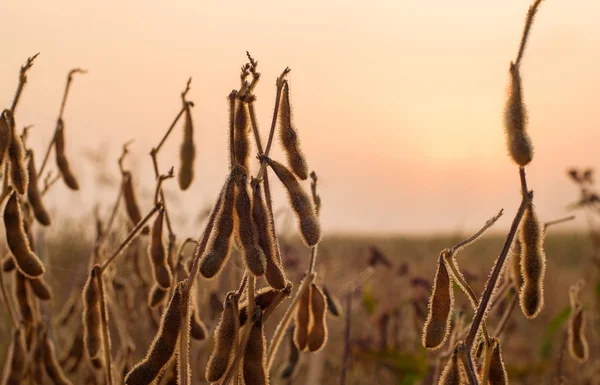 Sojabönor växt i tidig morgon — Stockfoto