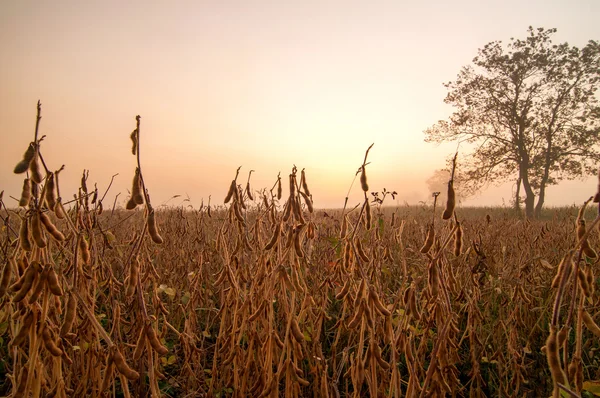 Sabah erken alanına soya