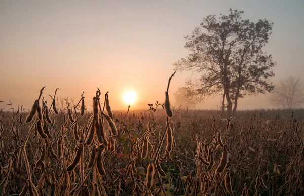 Soja veld in de vroege ochtend — Stockfoto