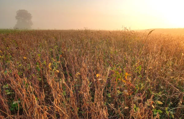 Soja veld in de vroege ochtend — Stockfoto