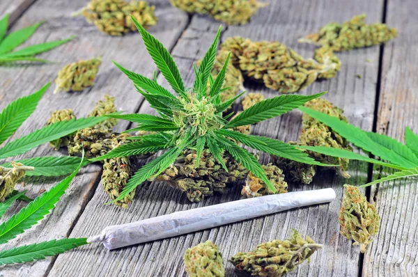 Cannabis plant and buds with joint — Stock Photo, Image