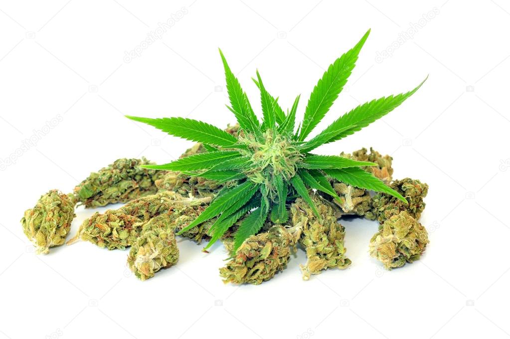 Cannabis plant and buds isolated on white
