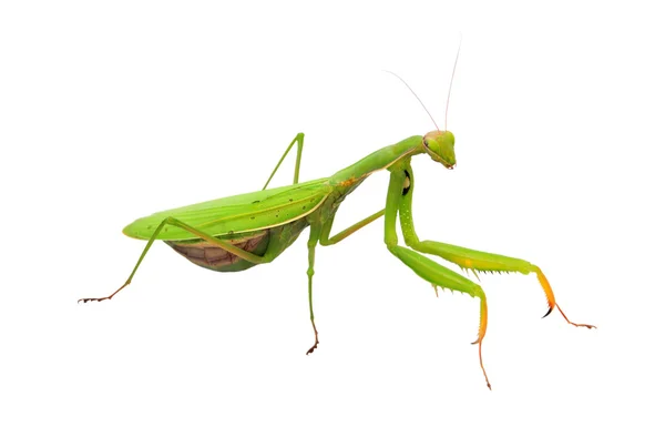 Praying mantis isolated on white — Stock Photo, Image