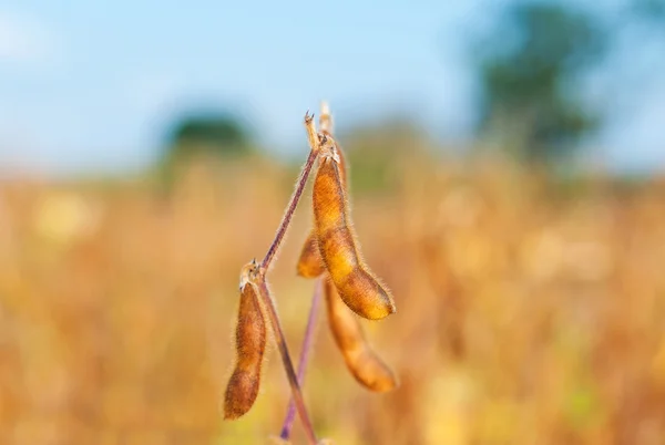 Primo piano della pianta di soia — Foto Stock